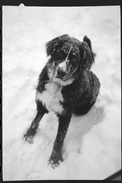 Frosty Berner