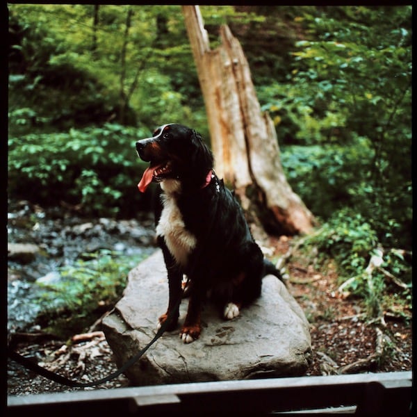 Ollie at Bushkill Falls