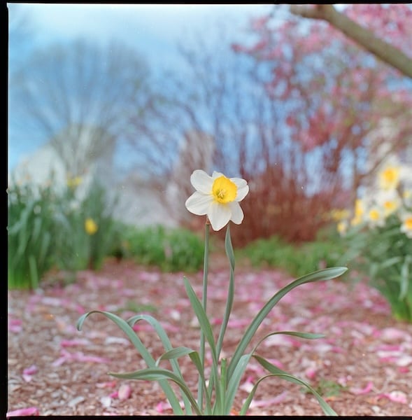 Spring Flower bring May Showers