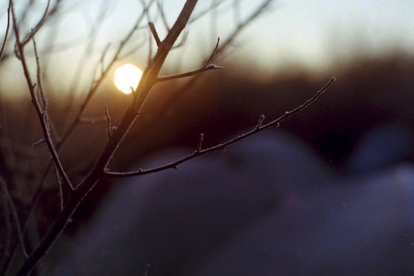 Deciduous branch at the campground