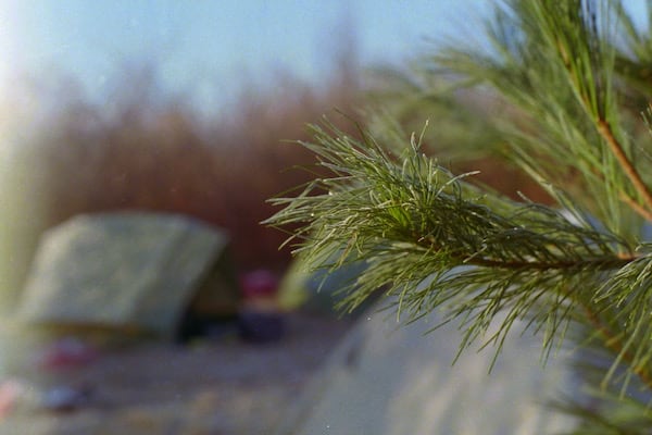 Conifer branch at the campground