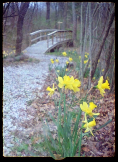 Daffodils