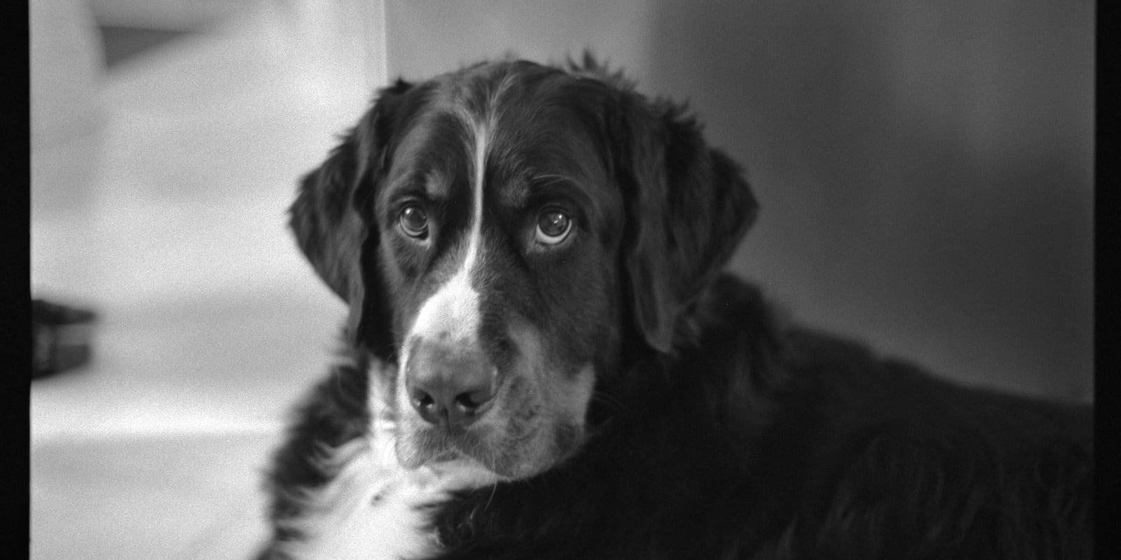 Ollie, the Serious Berner