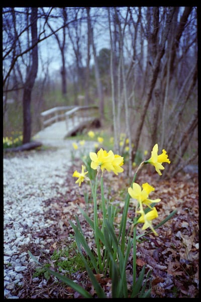 Daffodils