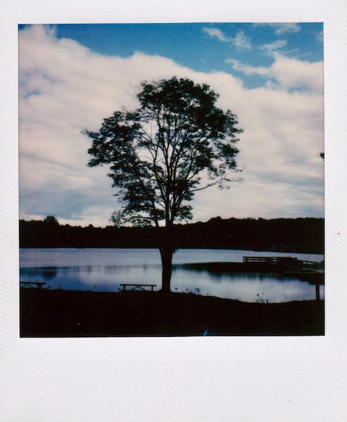 My standard test tree, the black locust