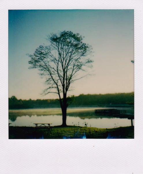 Black locust sunrise