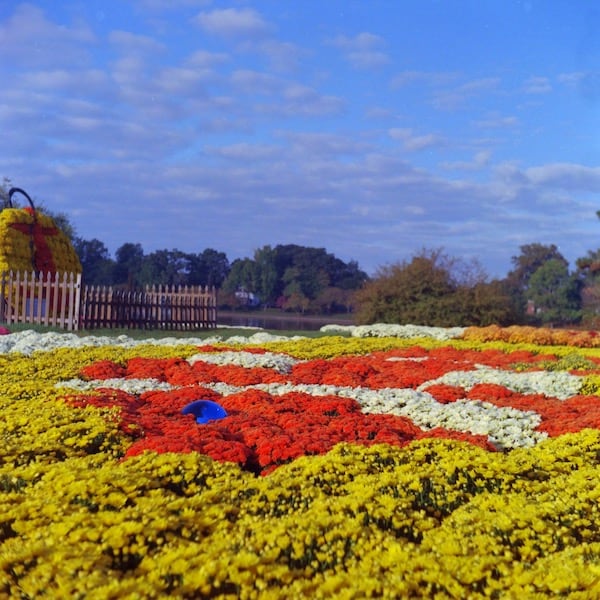 Mums at Lake Anna Park