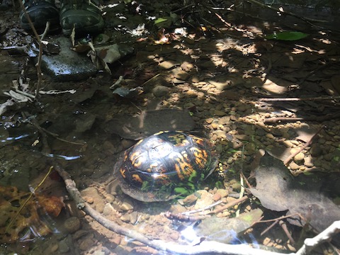 The box turtle that we found upside down near the trail and Nate saved, August 2016