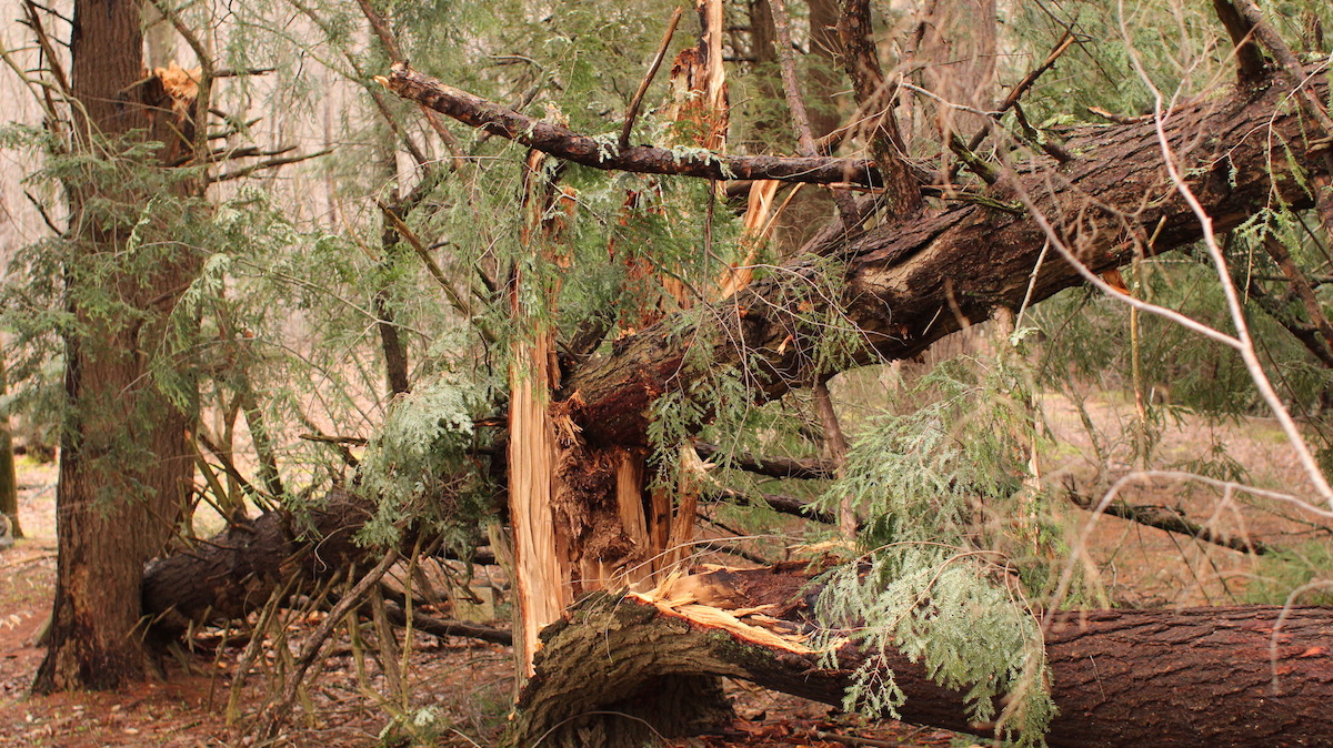 A pair of downed trees, nocked over like dominos