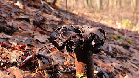 Rusty rolled over pipes are common on old oil and gas areas