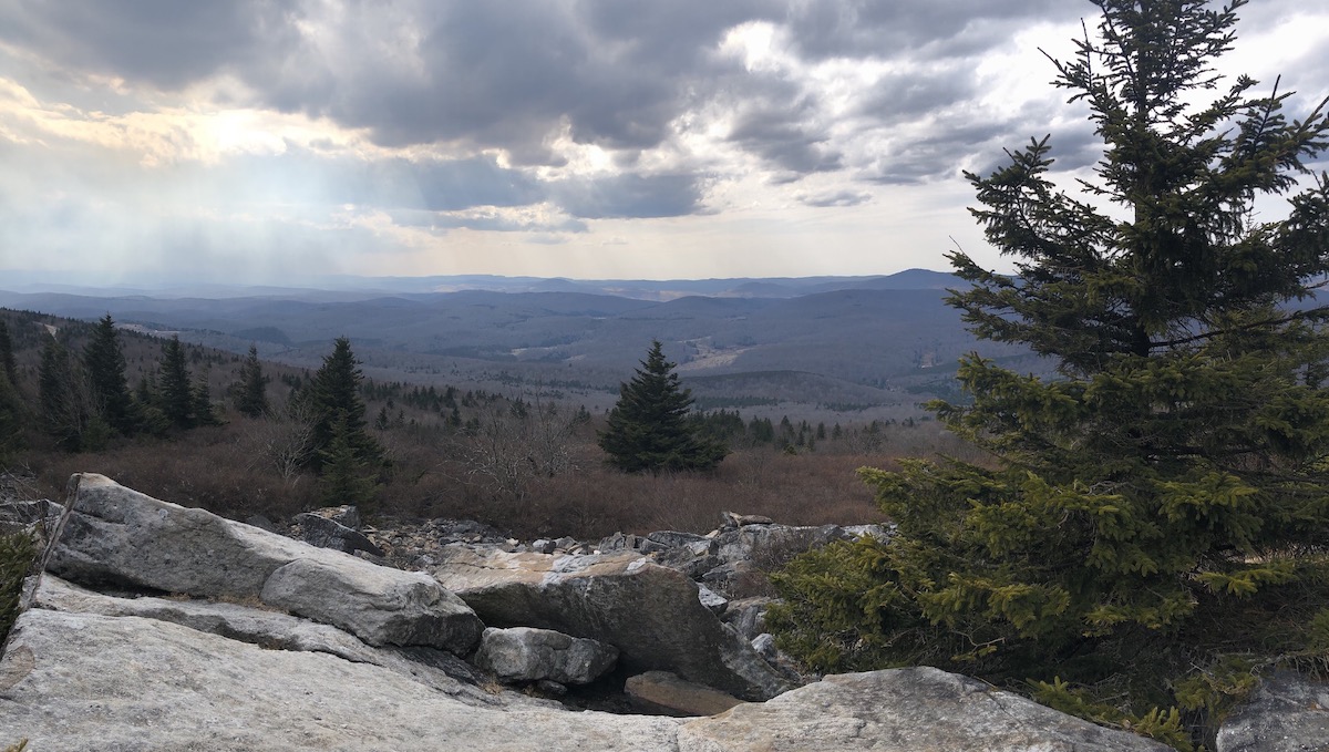 Red spruce on the northwest face of Spruce Knob