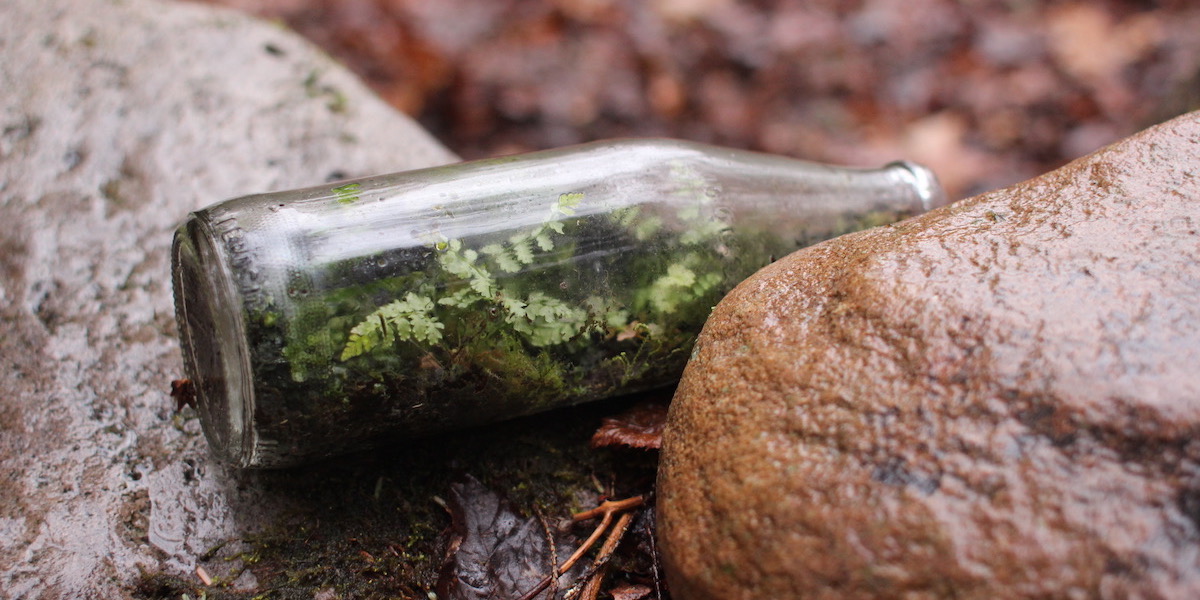 A terrarium which we found at the campsite near Judy Springs