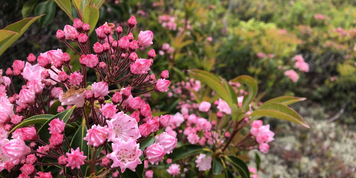 The poisonous, but pretty, mountain laurel (kalmia latifolia)