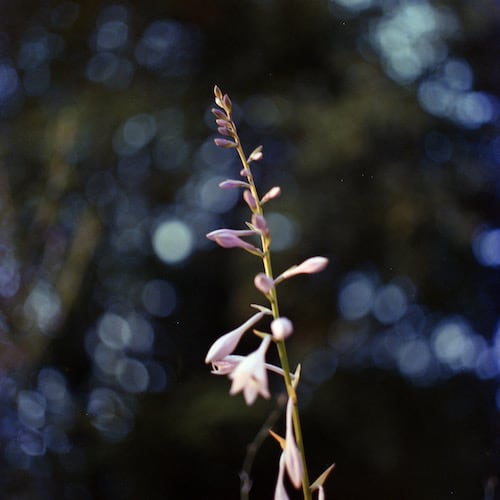 Bronica EC-II, 75mm, ƒ/2.8, 1/30 (+3 EV from meter, incident), Kodak Vericolor III, Cs41