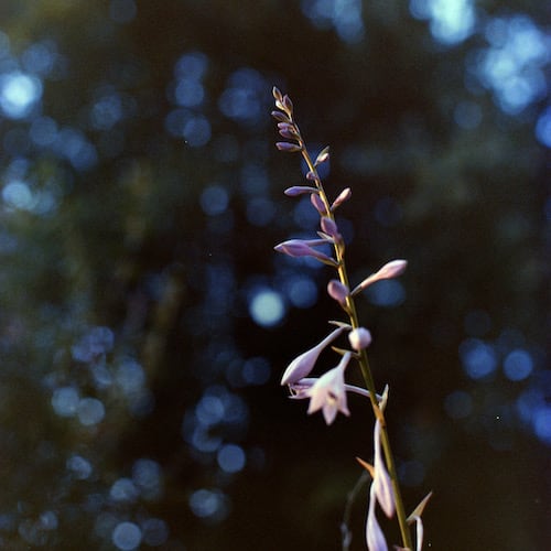 Bronica EC-II, 75mm, ƒ/4, 1/60 (+2 EV from meter, incident), Kodak Vericolor III, Cs41