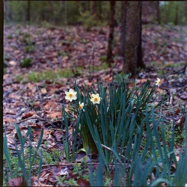 Hasselblad 503cx, Carl Zeiss Planar 2.8/80 T*, f/5.6, 1/30, (+2 EV from meter), Kodak Vericolor III, Cs41