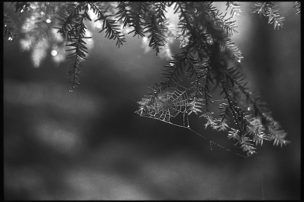 Minolta X-700, MC ROKKOR-PF 58mm 1.4, Foma 400 @ 500, XTOL 1:1