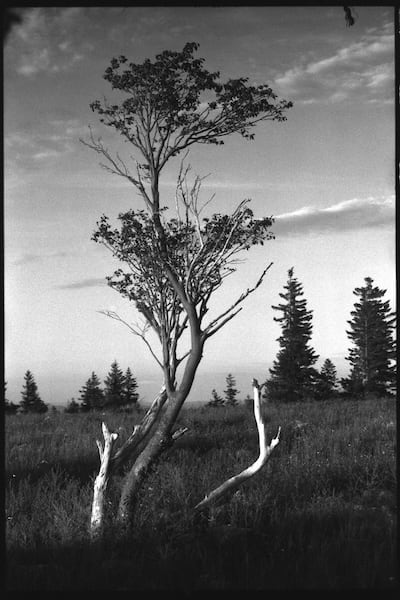 Minolta X-700, MC ROKKOR-PF 58mm 1.4, Foma 400 @ 500, XTOL 1:1