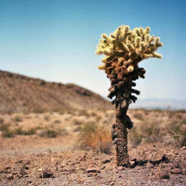 2025-06-05, Hasselblad 203FE, Carl Zeiss Planar 2.8/80 T*, CatLABS X FILM 100, Unicolor C-41